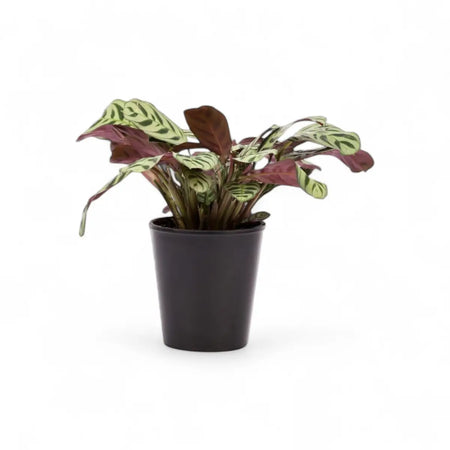 Calathea Burle Marxii (14cm)