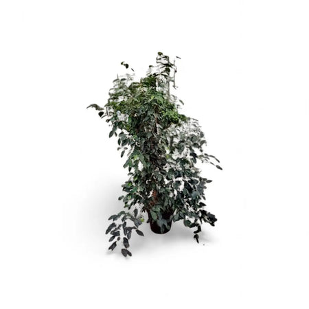 Ficus Vivian Bush (30cm)