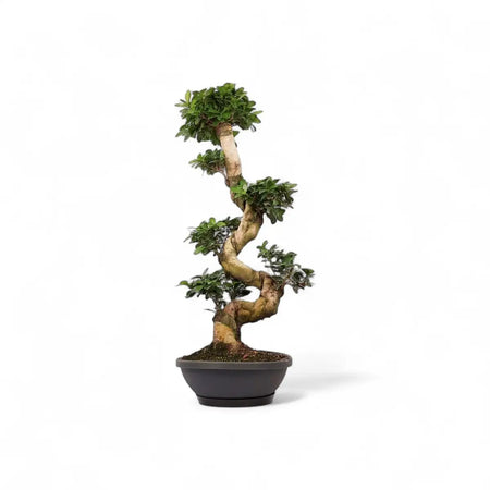 Ficus Ginseng S-Type Bonsai in Solar Bowl (80-90cm)