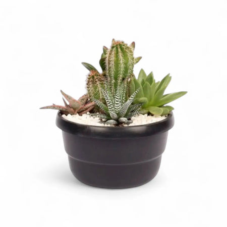Cactus Mixed Bowl (16cm)