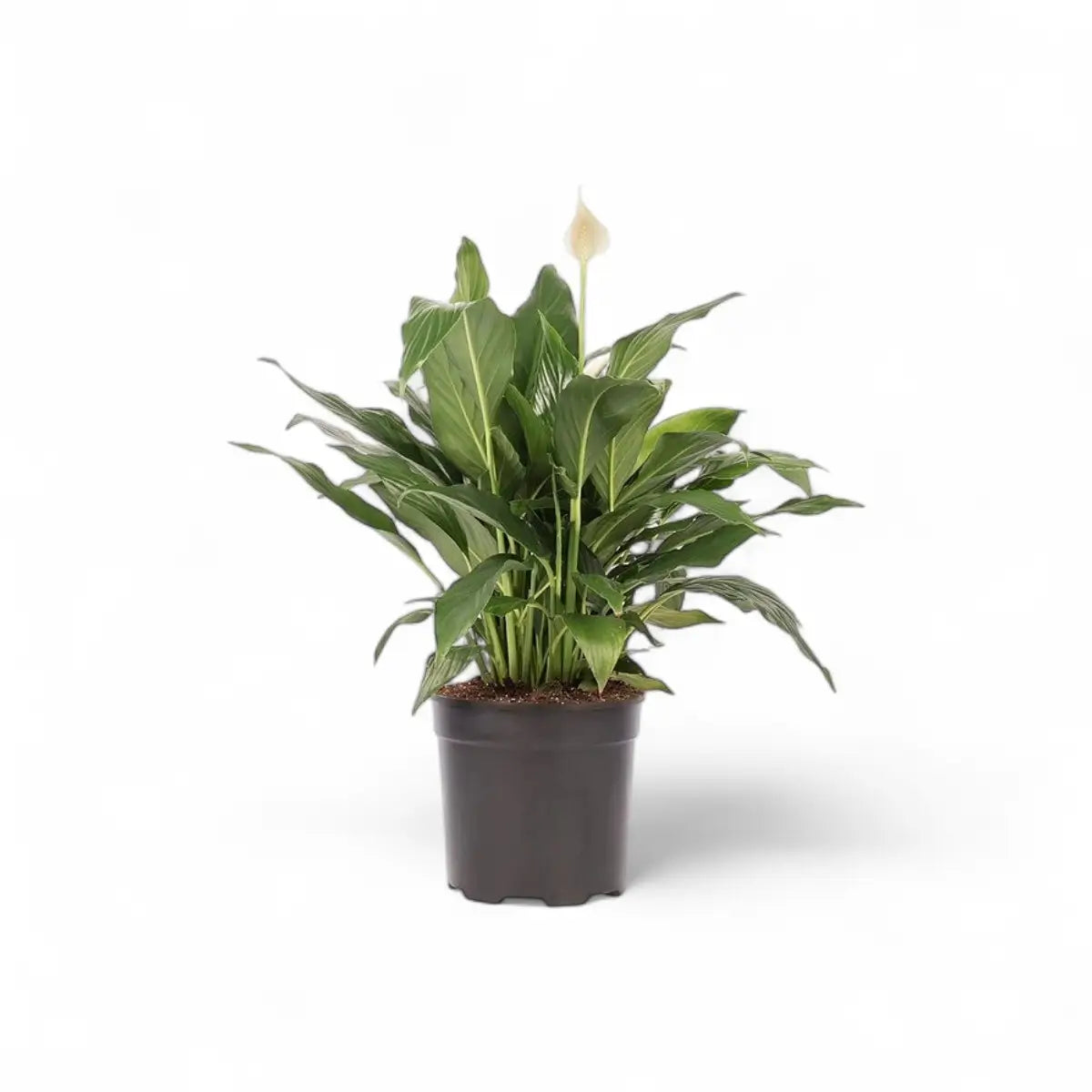 Spathiphyllum Peace Lily (16.5cm)