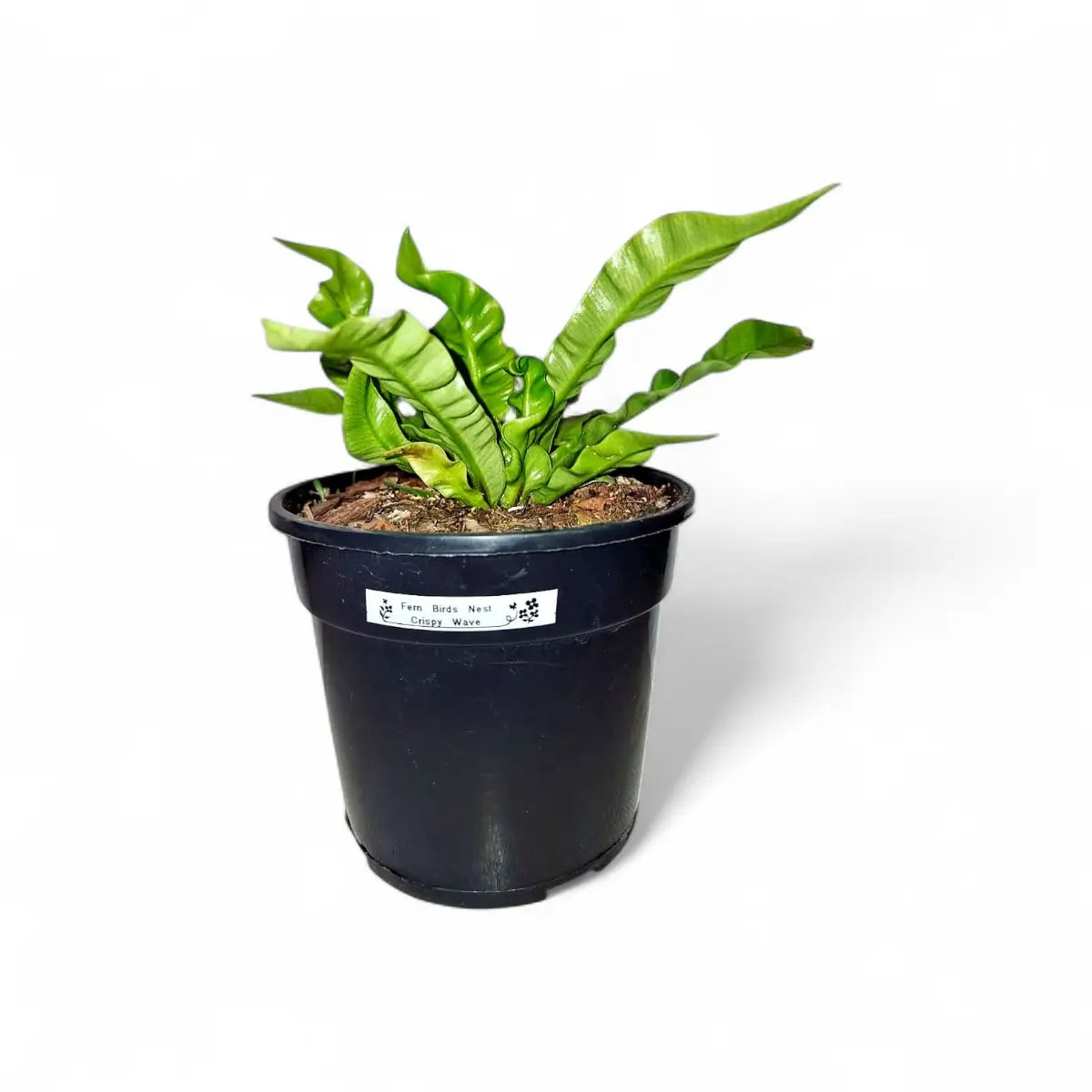 Asplenium Nidus Crispy Wave Bird's Nest Fern (15cm)