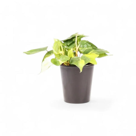 Philodendron Scandens Mica Heartleaf (14cm)