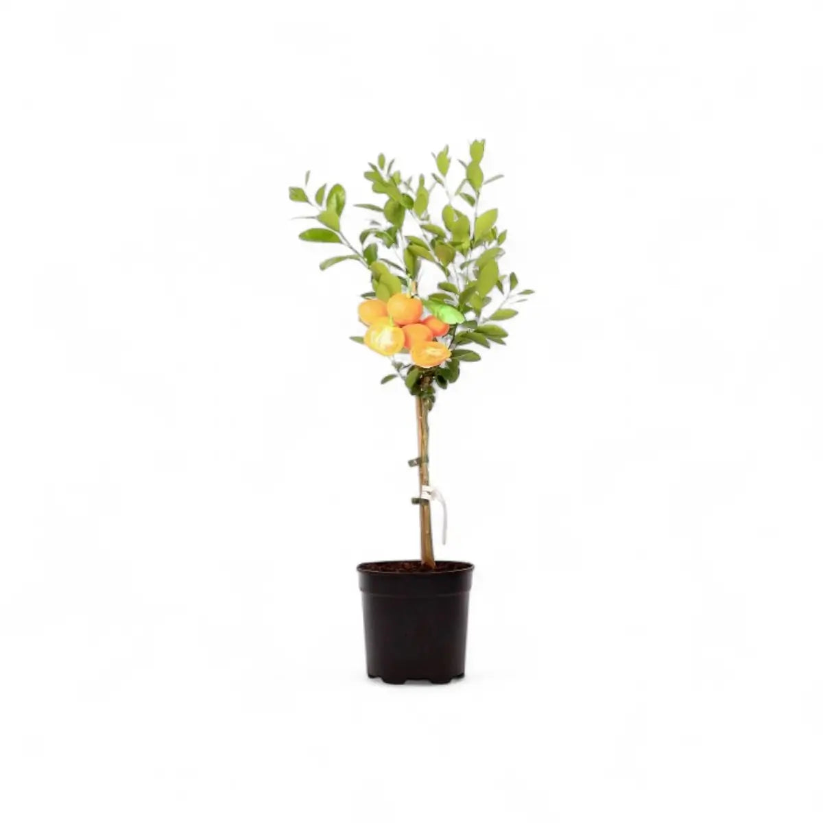 Calamondin Orange Tree (19cm)
