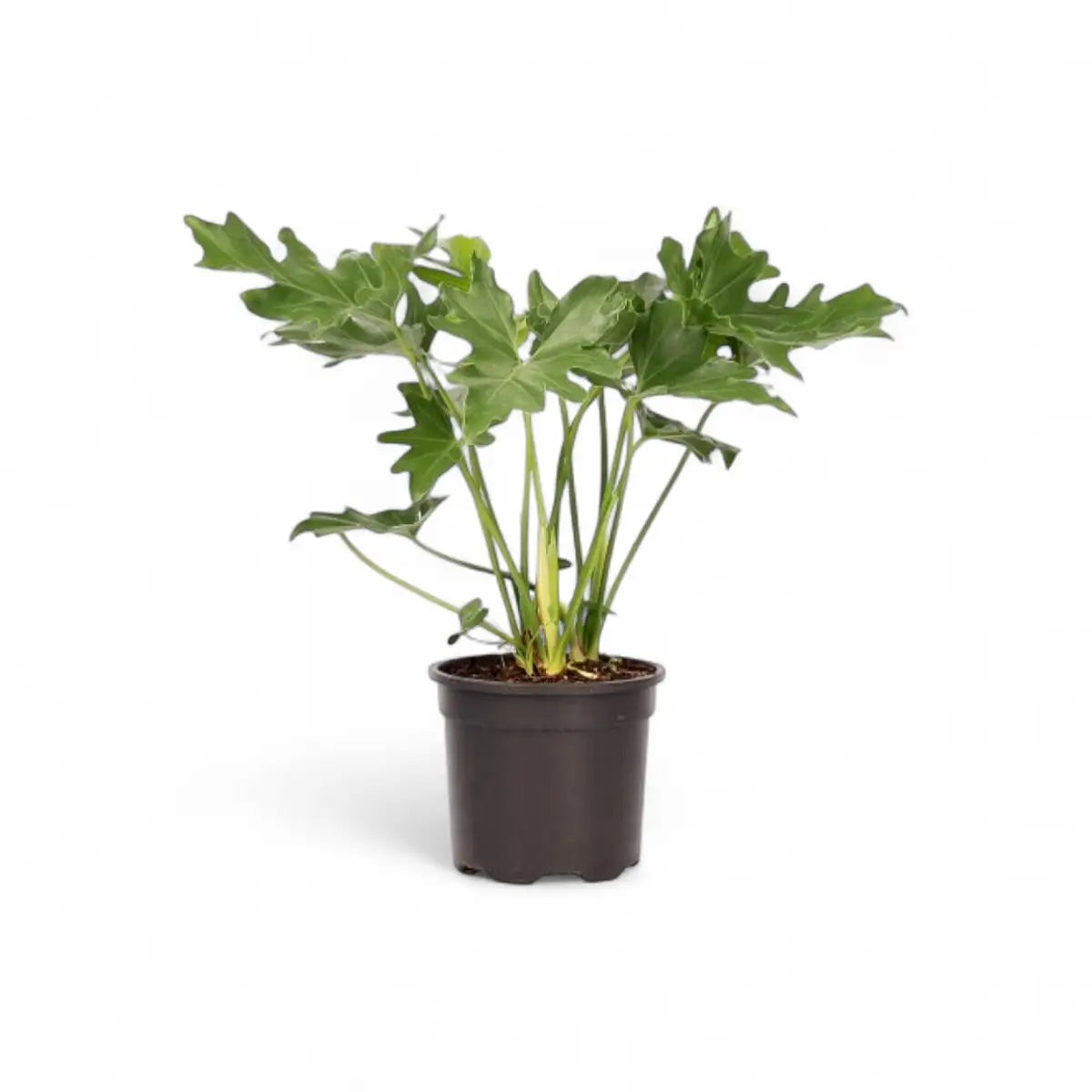 Philodendron Selloum (16.5cm)