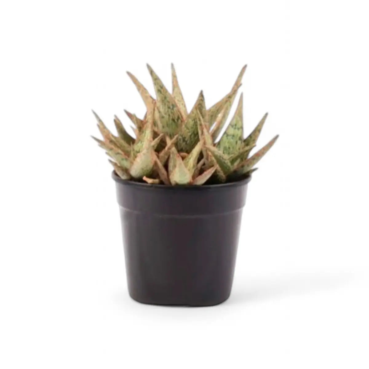 Aloe Pink Blush (12cm)