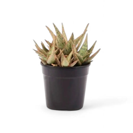 Aloe Pink Blush (12cm)