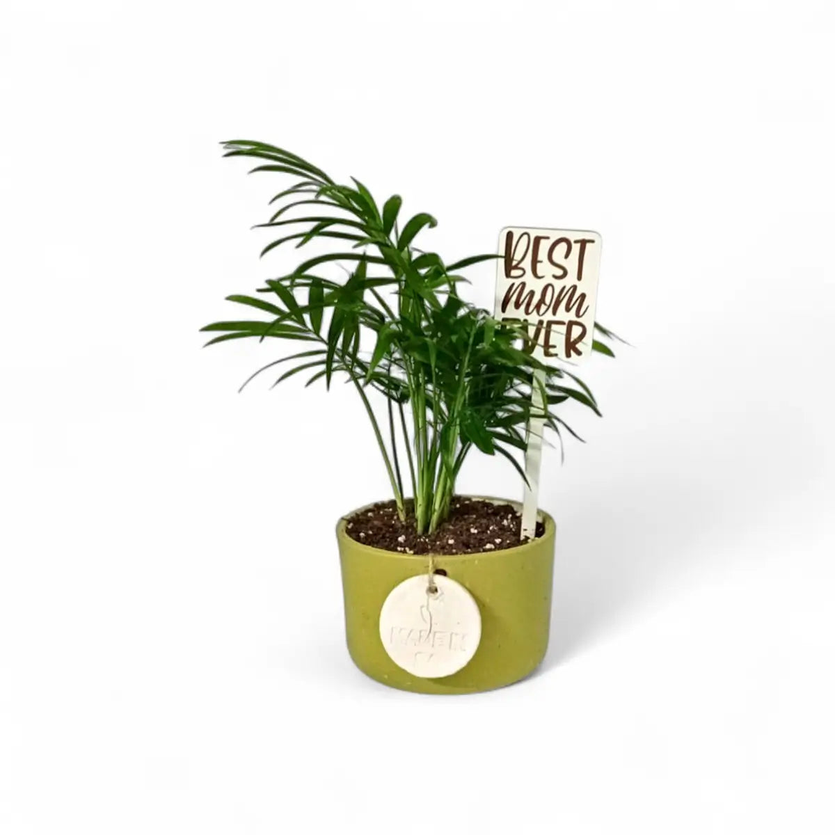 Chamaedorea Palm in Green Ceramic (9cm)
