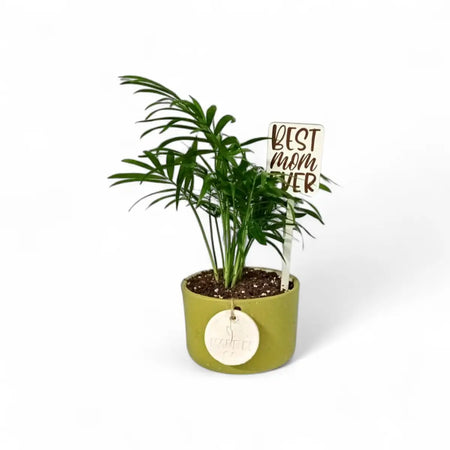 Chamaedorea Palm in Green Ceramic (9cm)