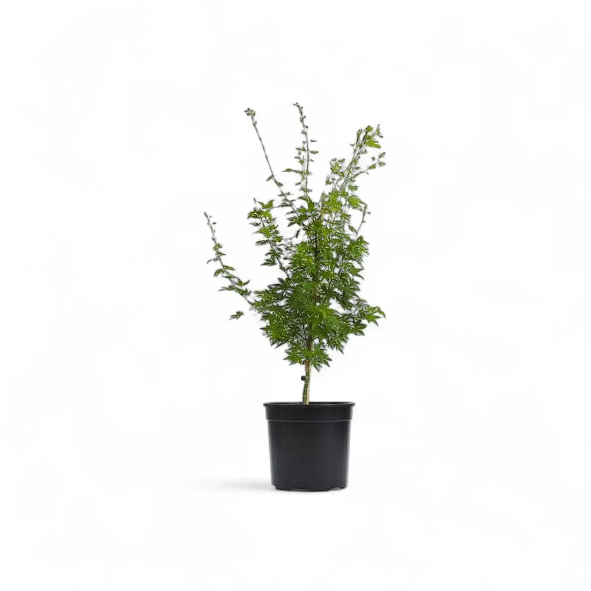 Acer Palmatum Japanese Maple (25cm)