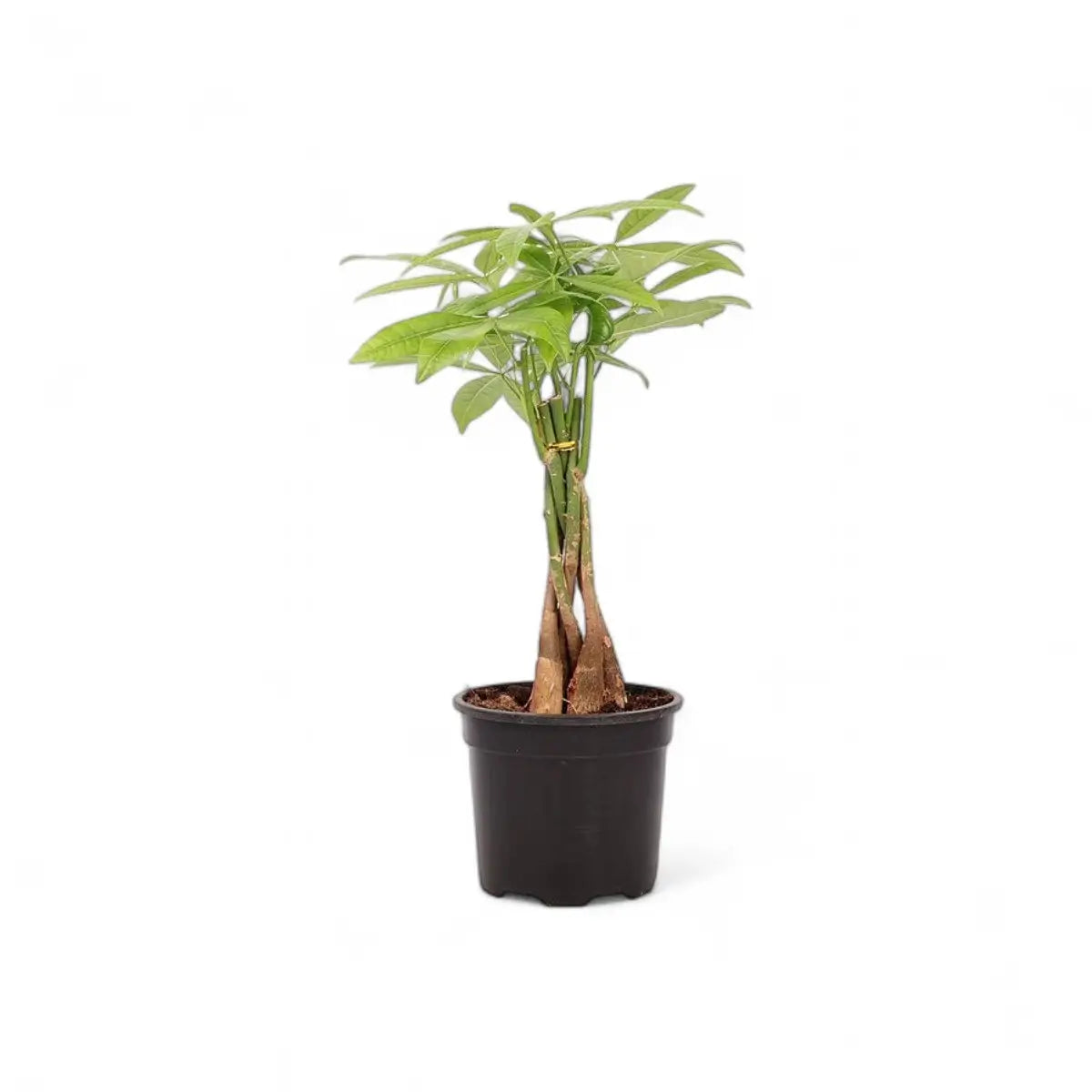 Braided Pachira Money Tree (16.5cm)