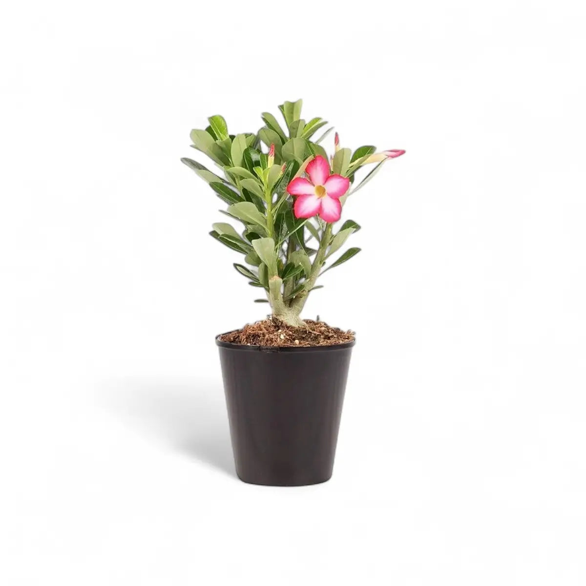 Adenium Desert Rose Tropical Select (14cm)