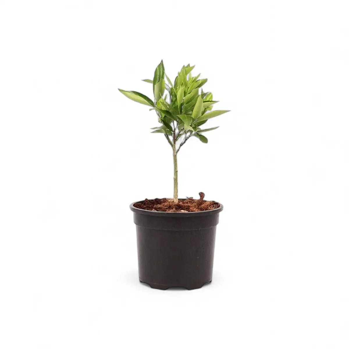 Citrus Dwarf Mini Me - Naartjie (16.5cm)