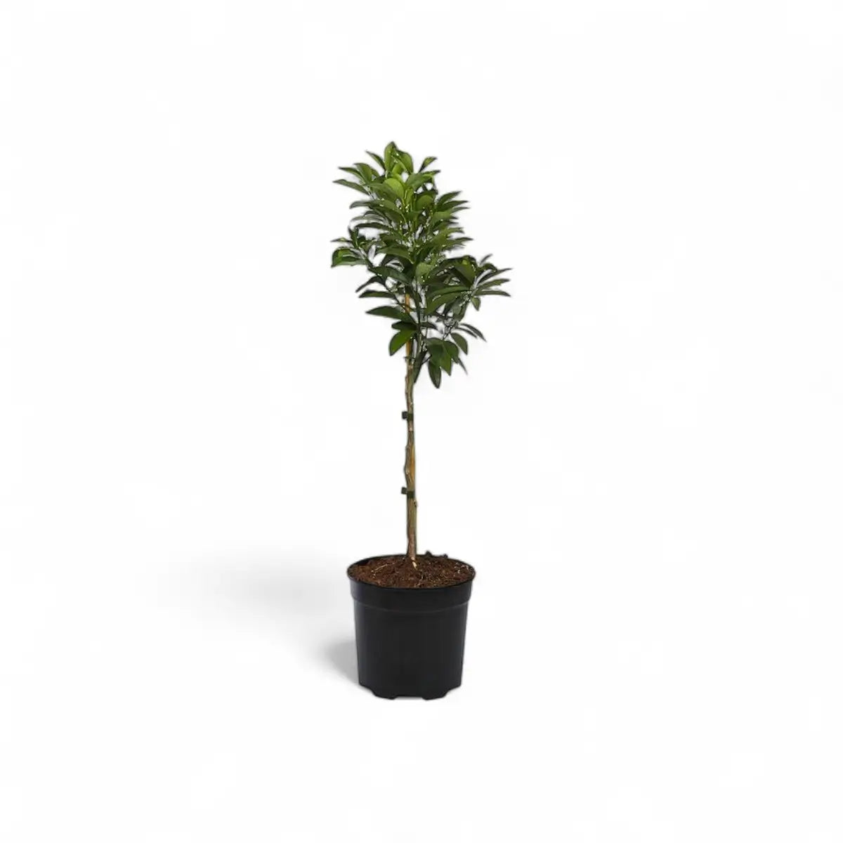 Kumquat Tree (19cm)