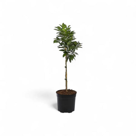 Kumquat Tree (19cm)