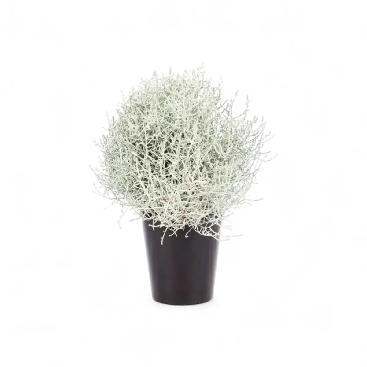 Calocephalus Cushion Bush Ball (14cm)