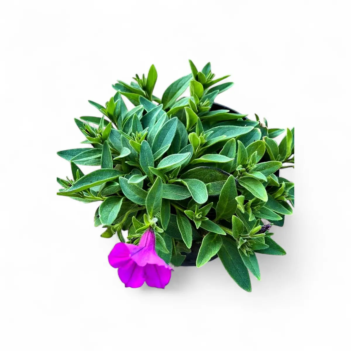Petunia Assorted (15cm)
