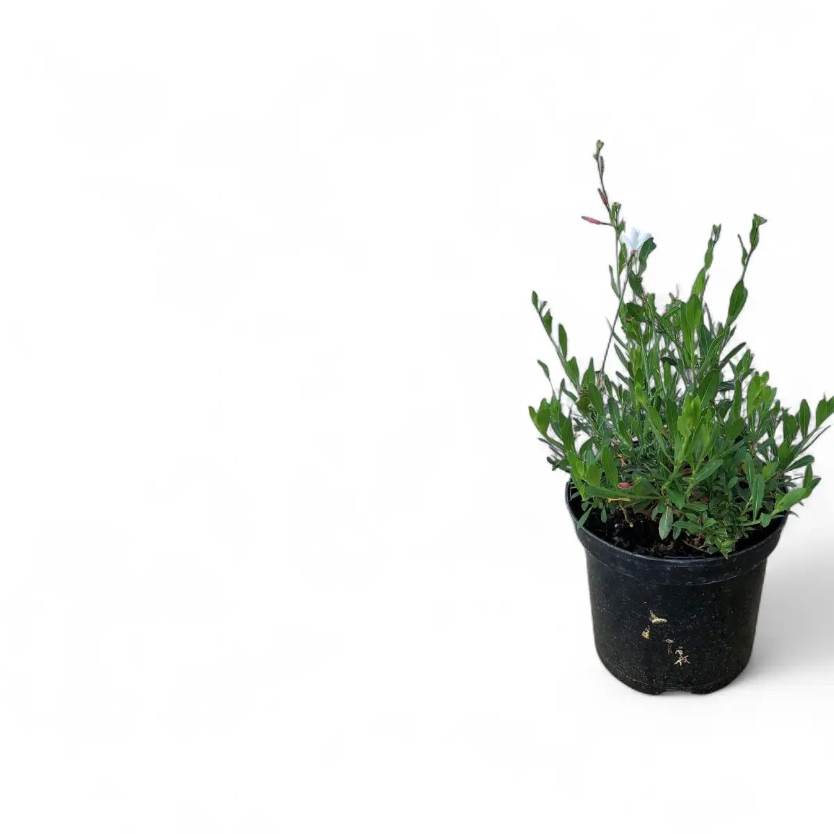 Gaura Flamingo Snow (19cm)