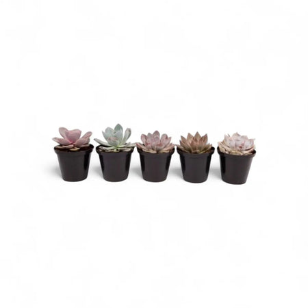 Echeveria (10cm)