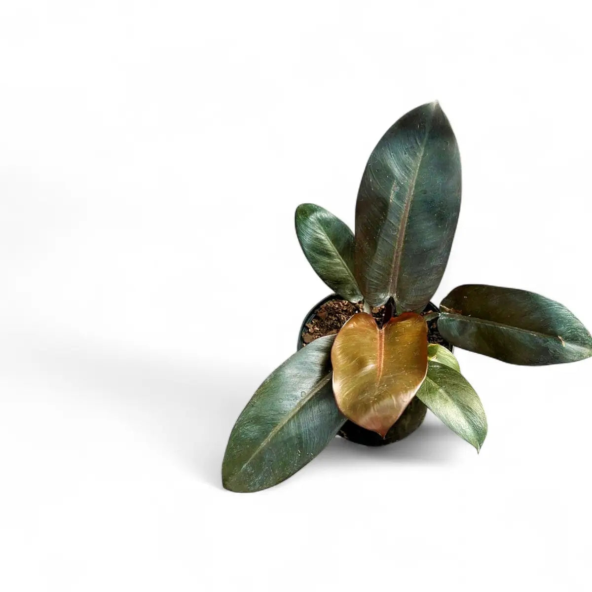 Philodendron Black Cardinal (17cm)