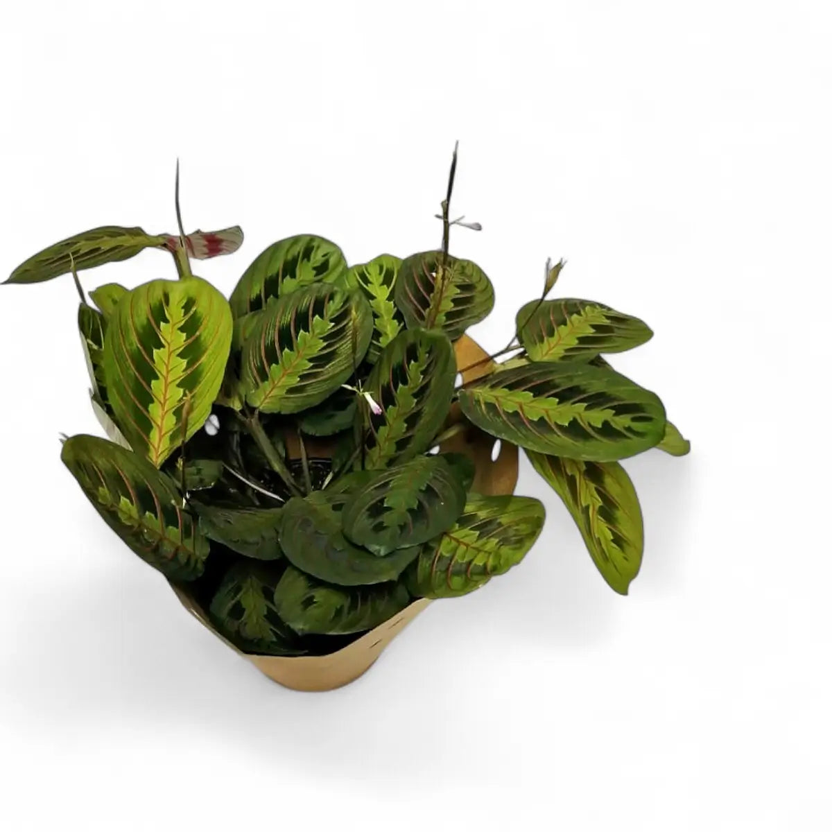 Maranta Leuconeura Prayer Plant (14cm)