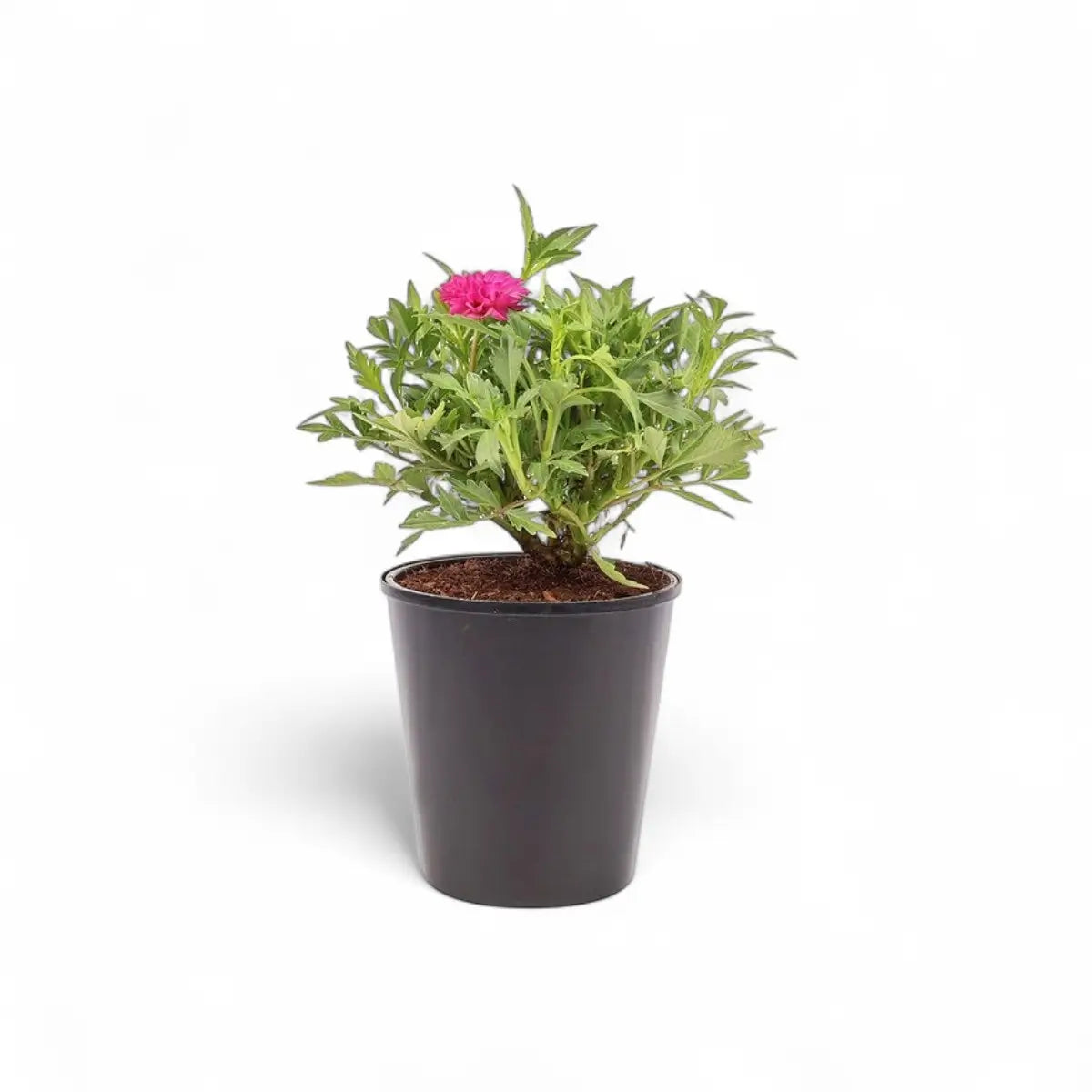 Dahlia (14cm)
