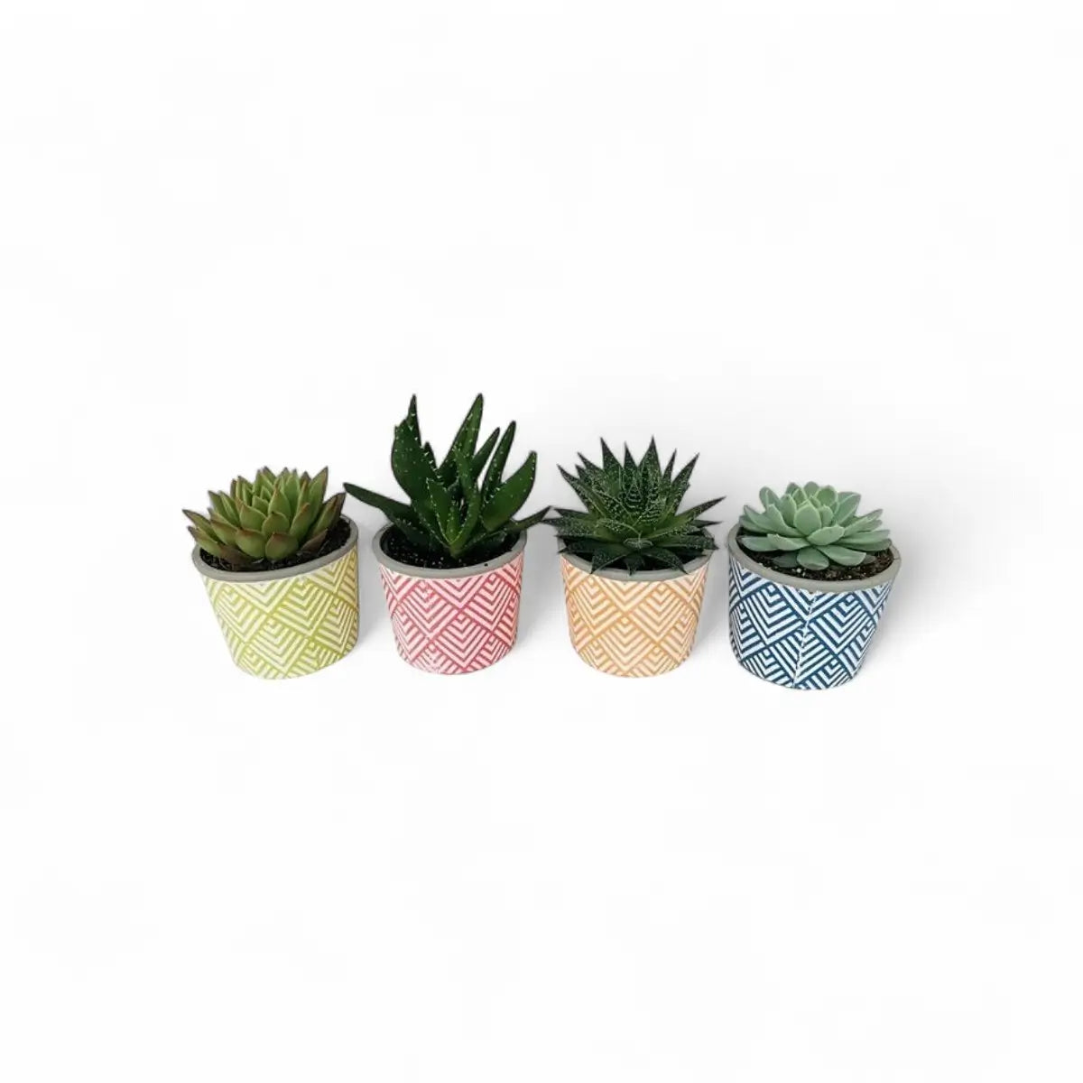 Succulent in Classic Ceramic Pot (10cm)