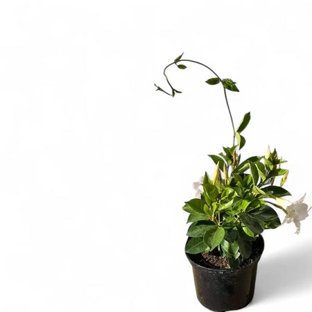 Dipladenia Diamante Red (17cm)