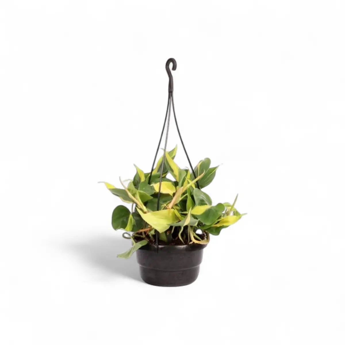 Philodendron Scandens Mica in Hanging Basket (16cm)