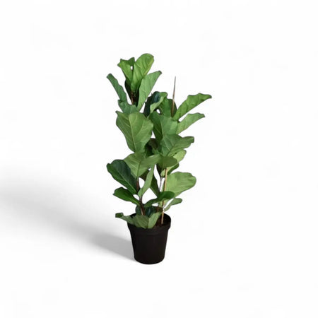 Ficus Lyrata Fiddle Leaf Fig - 2 Plants (30cm)