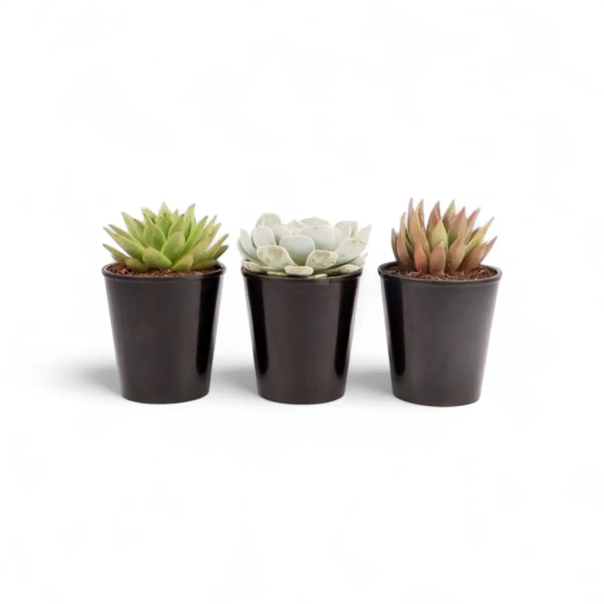 Assorted Succulent (15cm)