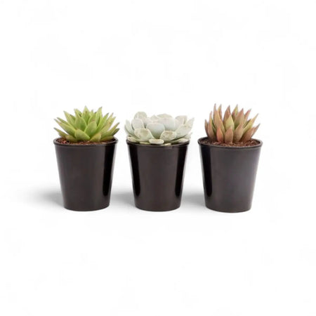 Assorted Succulent (15cm)