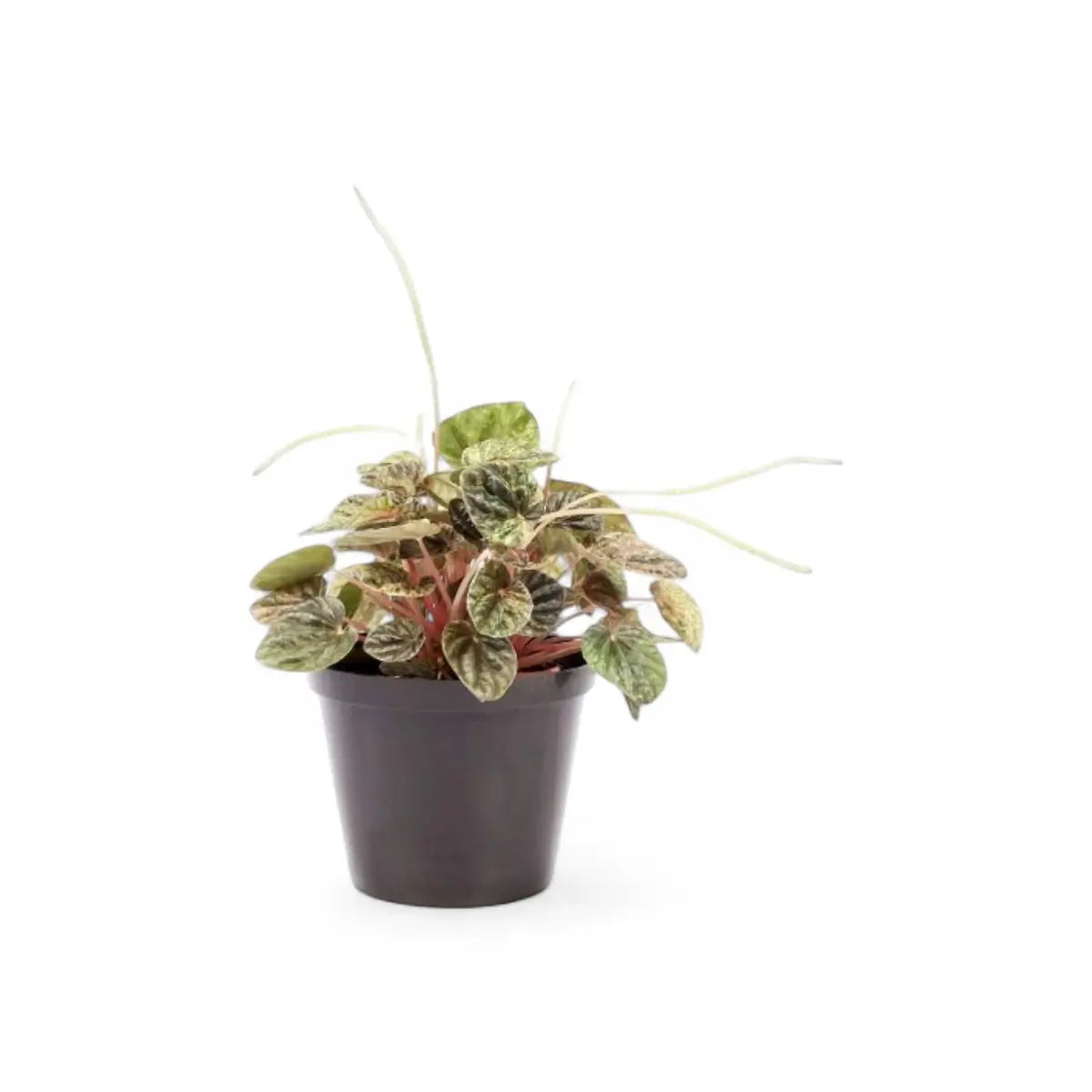 Peperomia Caperata Variegated (15cm)