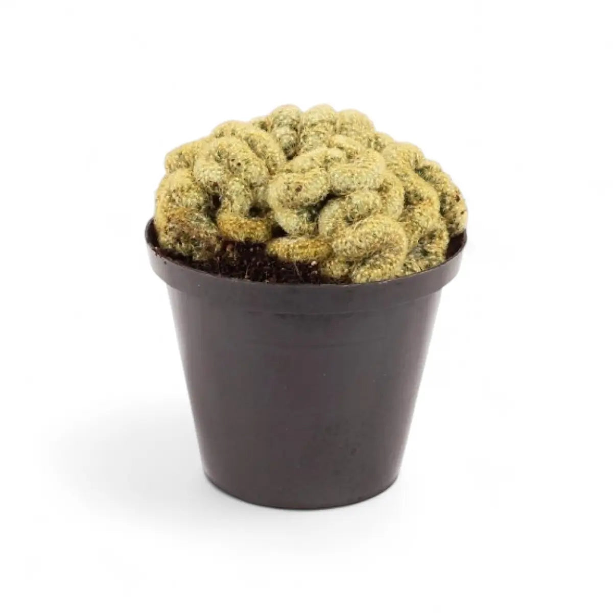 Mammillaria Elongata Brain Cactus (10cm)