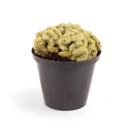 Mammillaria Elongata Brain Cactus (10cm)