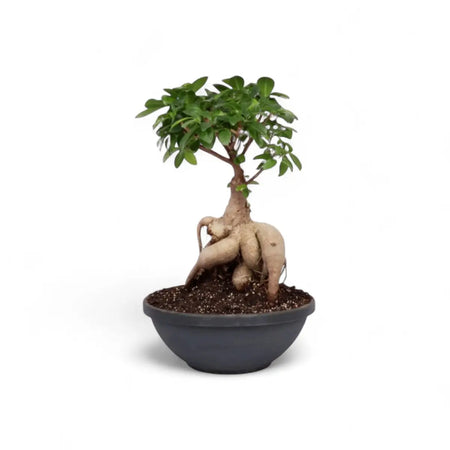 Ficus Ginseng Bonsai - 1kg in Solar Bowl (25cm)