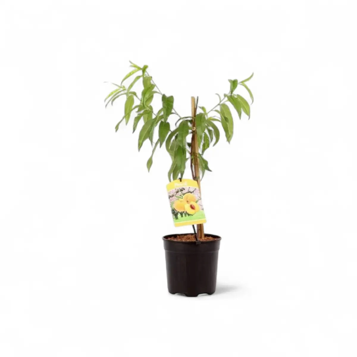 Oom Sarel Peach Tree - Stone Fruit (19cm)