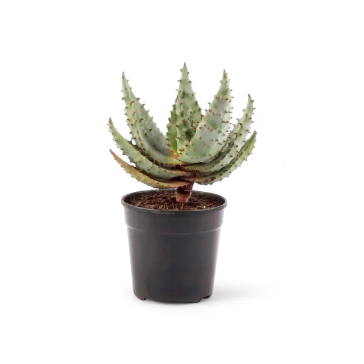 Aloe Marlothii Mountain Aloe (12cm)