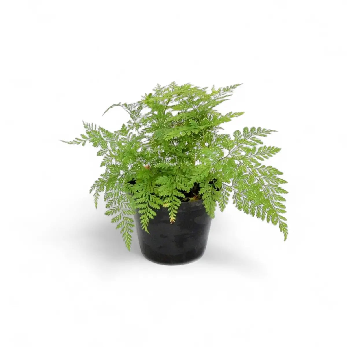 Davallia Bullata Rabbit's Foot Fern (12cm)