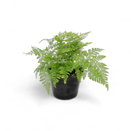 Davallia Bullata Rabbit's Foot Fern (12cm)