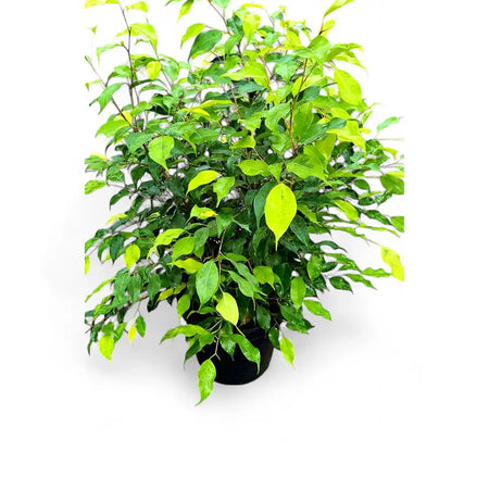 Ficus Golden Nitida (30cm)