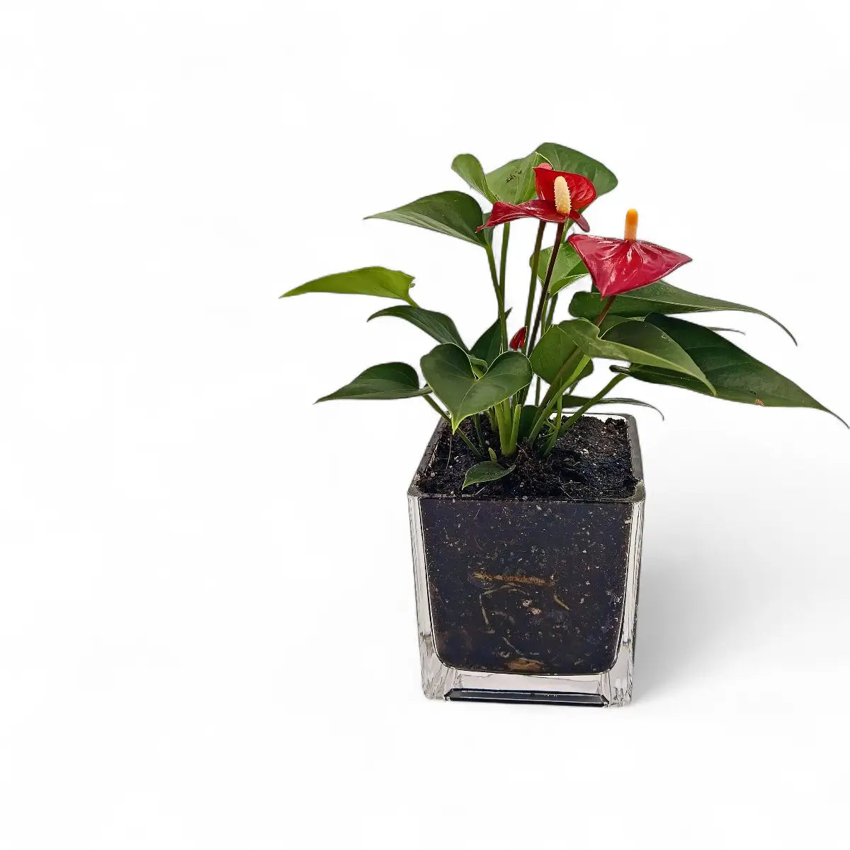 Anthurium Midi in Square Glass (9cm)