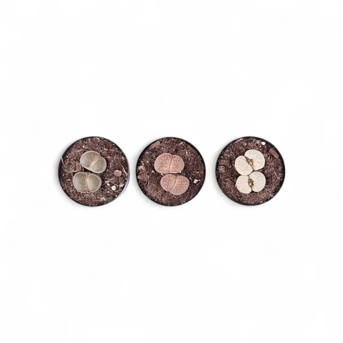 Lithops Living Stones Succulent (9cm)