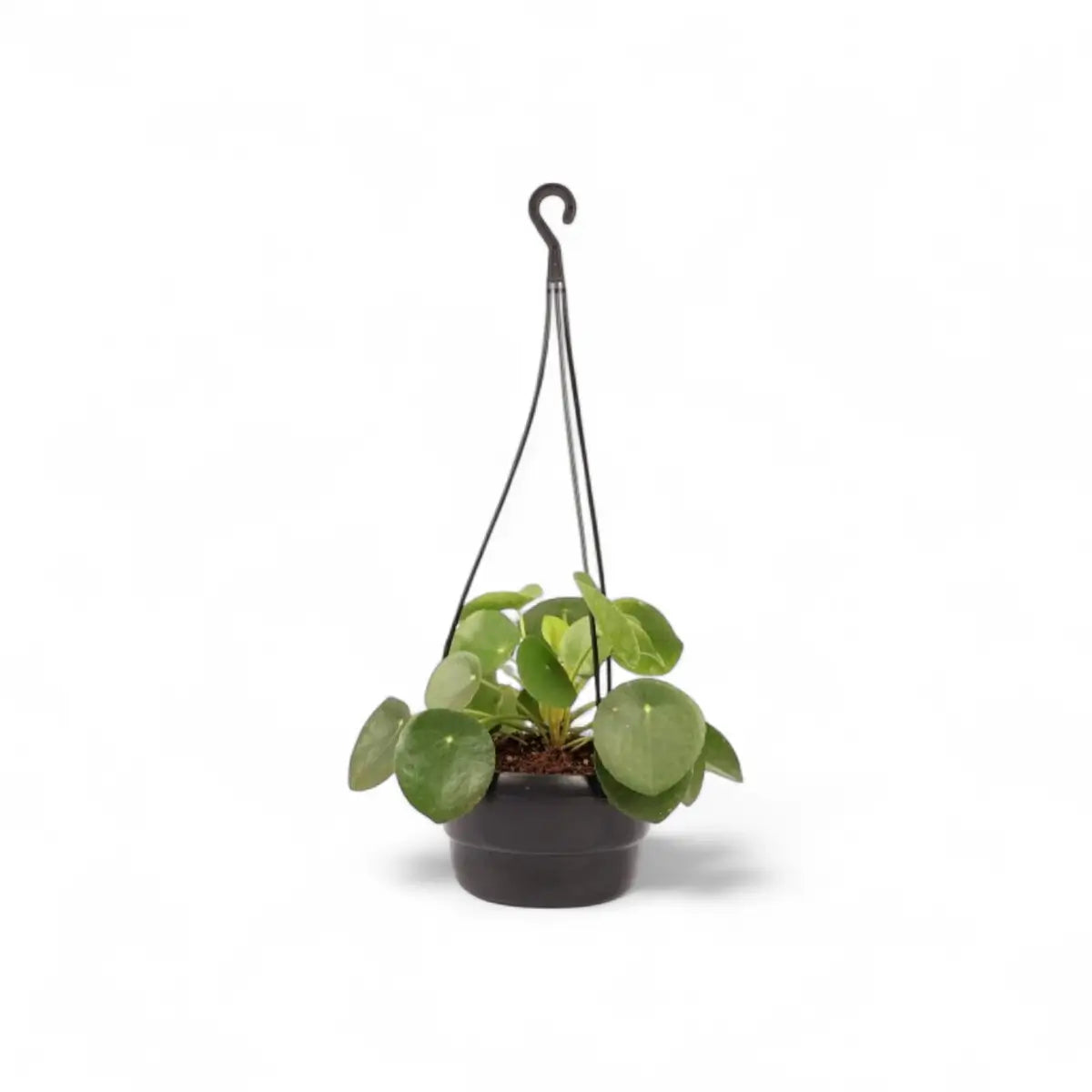 Pilea Peperomioides in Hanging Basket (16cm)