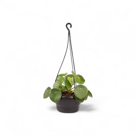 Pilea Peperomioides in Hanging Basket (16cm)