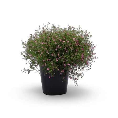Gypsophila Baby's Breath (14cm)