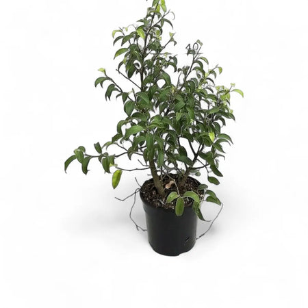 Ficus Bushy Rijsenhout (12cm)