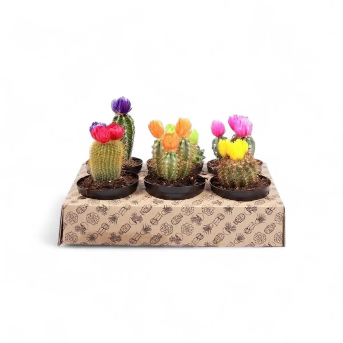 Decorative Cactus (7.5cm) - Sold Individually