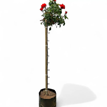 Schamo Rose Standard (10L)