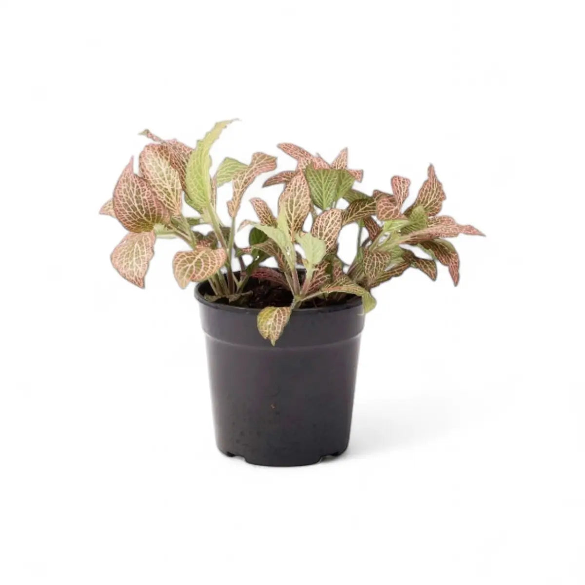 Fittonia Nerve Plant (12cm)
